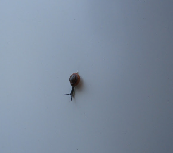 Spotting Image 1