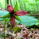 Purple Trillium