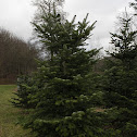 Nordmann fir