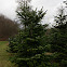 Nordmann fir