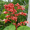 Red Glory Bower