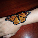 Monarch Butterfly