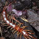 Centipede