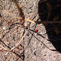 Lady bugs