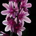 Watsonia