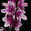 Watsonia