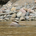 Charapa - Tortuga de Río - Magdalena River Turtle