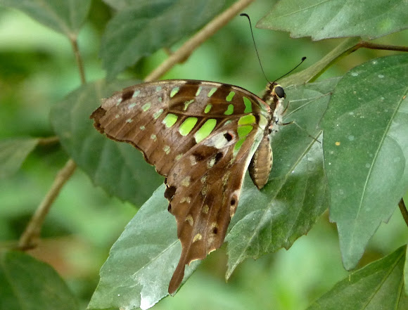 Spotting Image 1