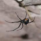 viuda negra