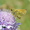 Silver-spotted Skipper