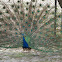 Pavo real