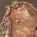 Common Garter Snake