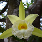 Orchid  Yellow