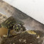 Yellow-bellied turtle
