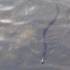 Northern Water Snake
