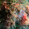 Cratena Peregrina