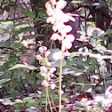 Lesser pyrola