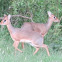 Kirk's dikdik