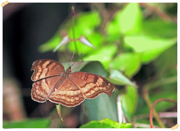 Spotting Image 1