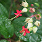 Bleeding Heart Vine