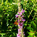 Large Skipper