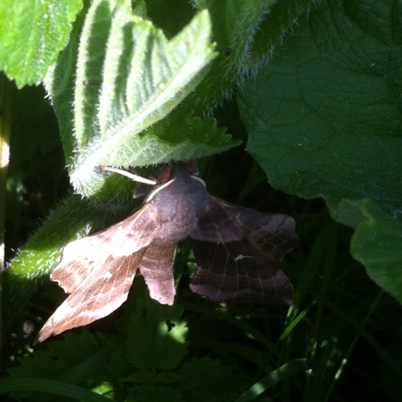 Spotting Image 1