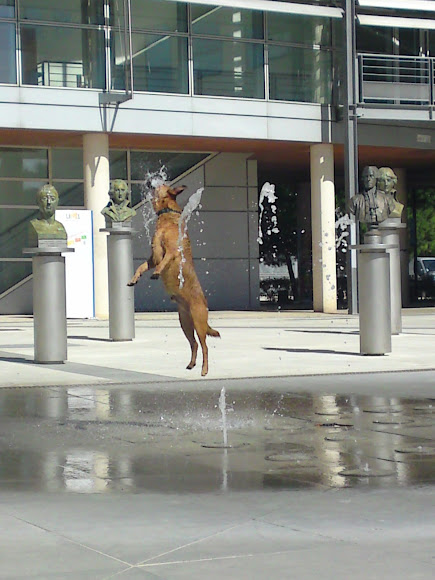 Spotting Image 1