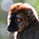 Rufous Brown Lemur