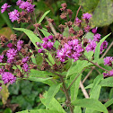 Iron weed