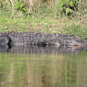 Gator