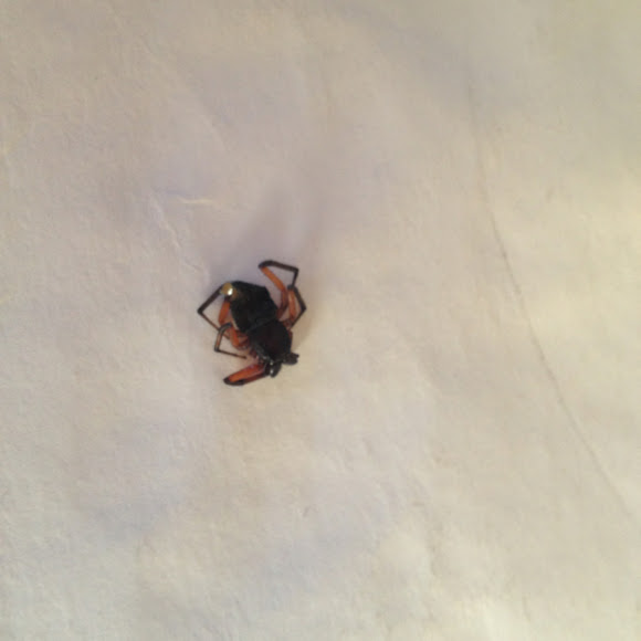 Spotting Image 1