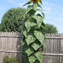 Giant Sunflower