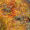 Zebra Urchin Crab