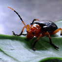 Leaf beetle