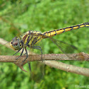 Blue Pursuer (female)