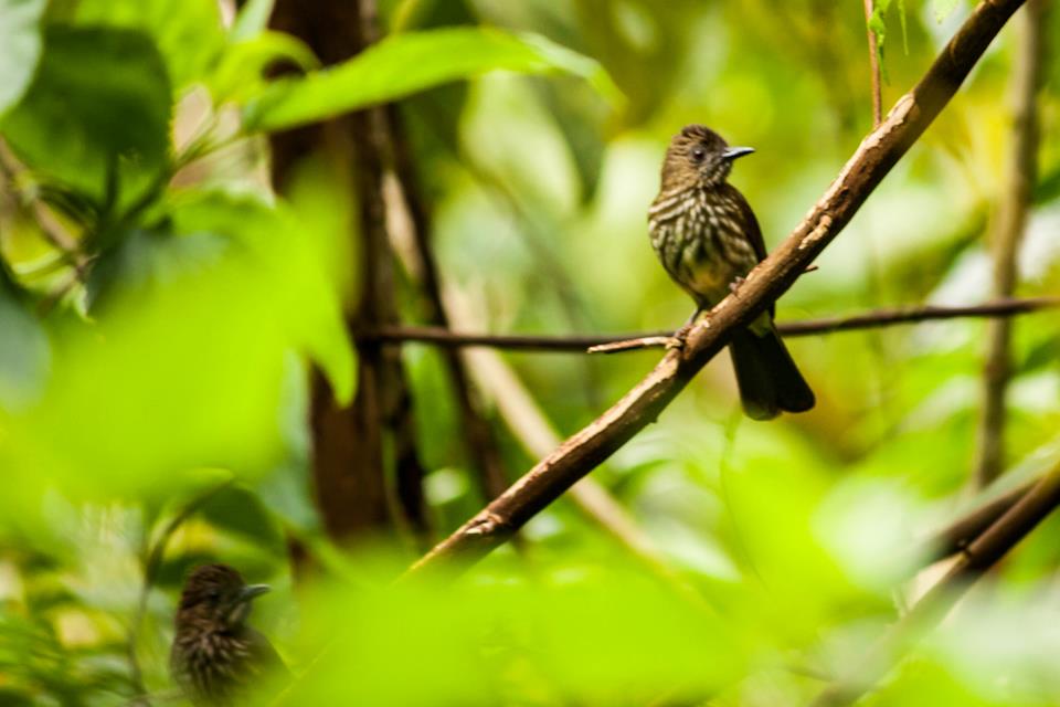 Sunda Bulbul