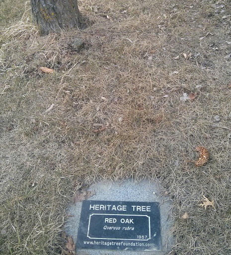 Heritage Tree - Red Oak