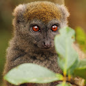 Eastern grey bamboo lemur