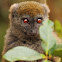 Eastern grey bamboo lemur