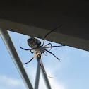 Corn Spider