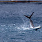 Sailfish
