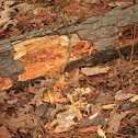 Foraging Hole