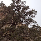 Single-leaf Piñon