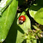 Lady bug