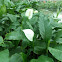 Peace Lilies