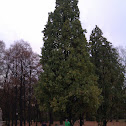 Quercus Robur