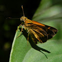 skipper
