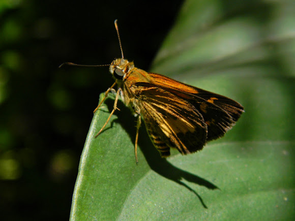 Spotting Image 1