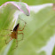 Lynx Spider