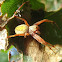 Orbweaver spider